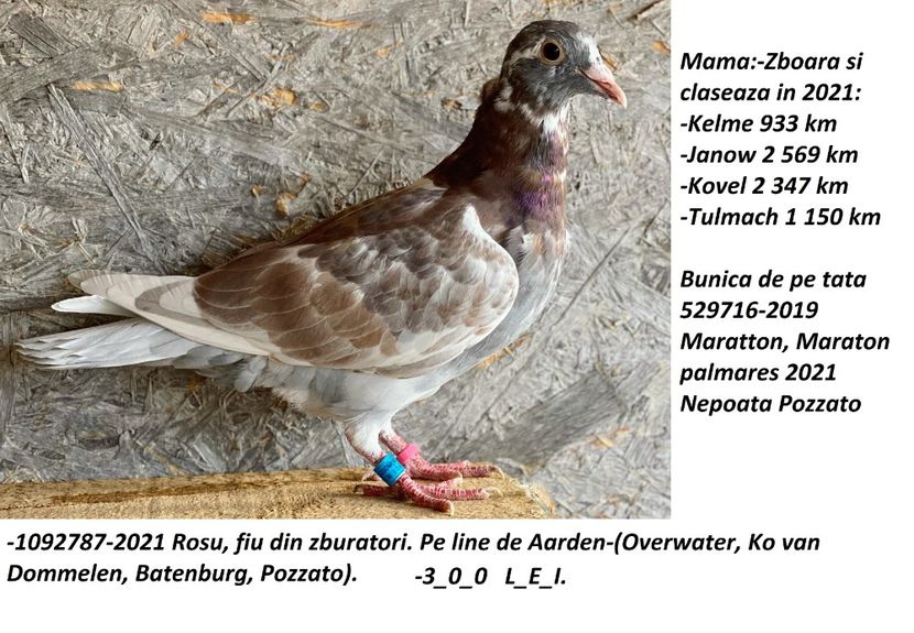 300 lei - X-VANZARI -CONTACT-PORUMBEI