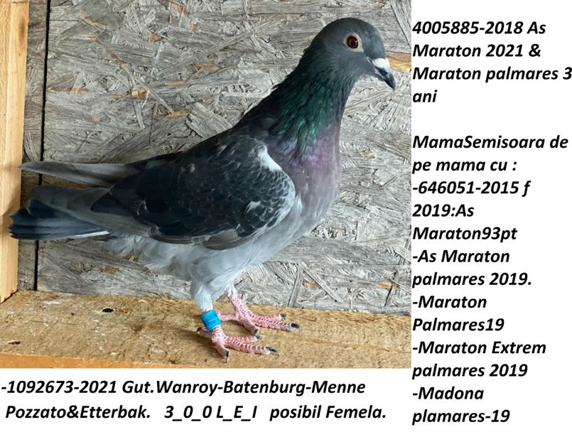 300 lei - X-VANZARI -CONTACT-PORUMBEI