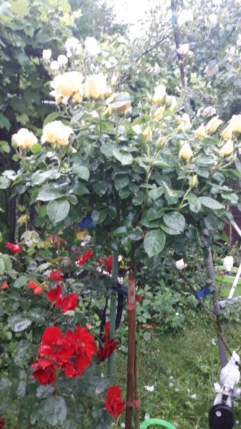  - TRANDAFIRUL ANULUI -2021-