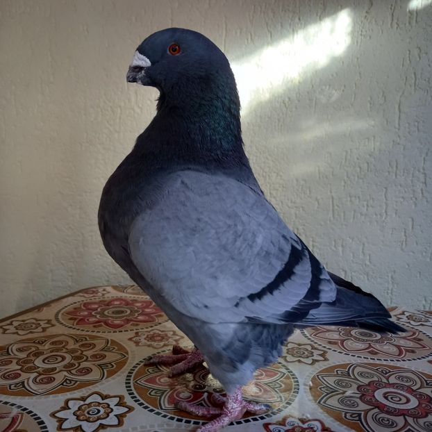 Mascul 2019 vîndut - AMERICAN GIANT HOMER VÂNDUȚI