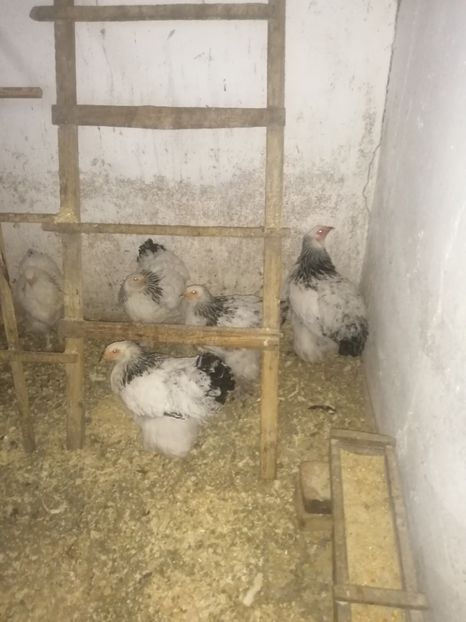  - BRAHMA HERMINAT DESCHIS 2021