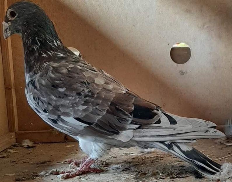  - Nu îmi aparțin 3