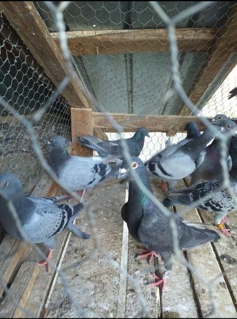  - NOU DE VÂNZARE 2021