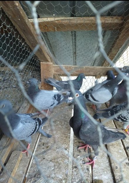  - NOU DE VÂNZARE 2021