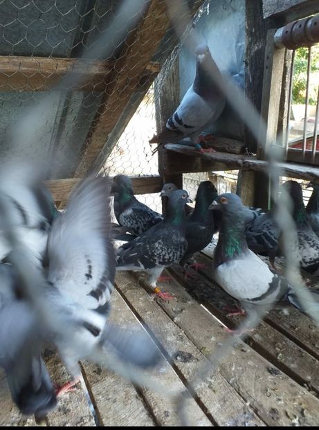  - NOU DE VÂNZARE 2021