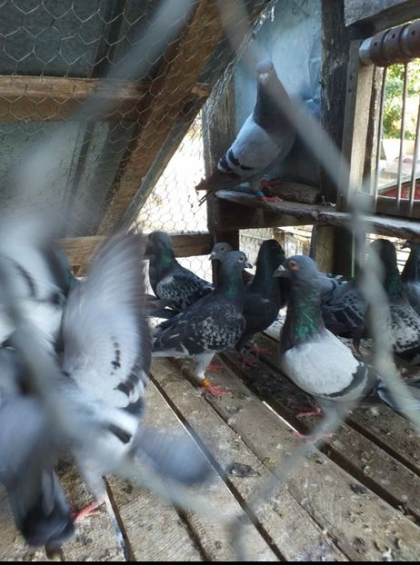  - NOU DE VÂNZARE 2021