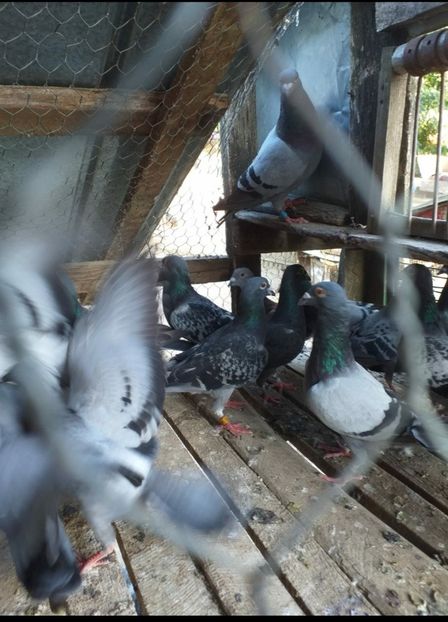  - NOU DE VÂNZARE 2021