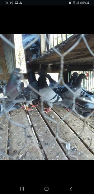 Screenshot_20211119-011954_WhatsApp - NOU DE VÂNZARE 2021