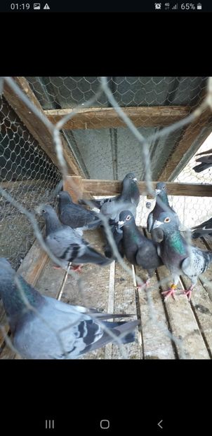 Screenshot_20211119-011941_WhatsApp - NOU DE VÂNZARE 2021