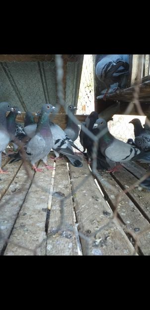 Screenshot_20211119-011917_WhatsApp - NOU DE VÂNZARE 2021