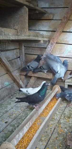 Screenshot_20211119-011801_WhatsApp - NOU DE VÂNZARE 2021