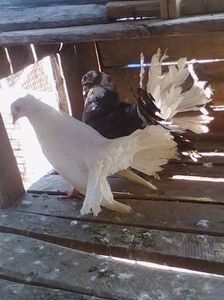  - G Porumbeii care iam avut eu