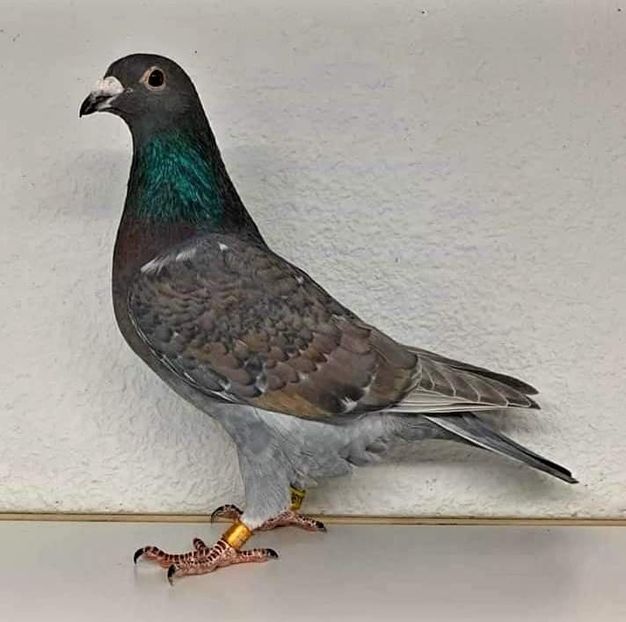  - Nu îmi aparțin 3