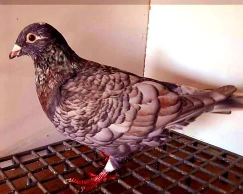  - Nu îmi aparțin 3