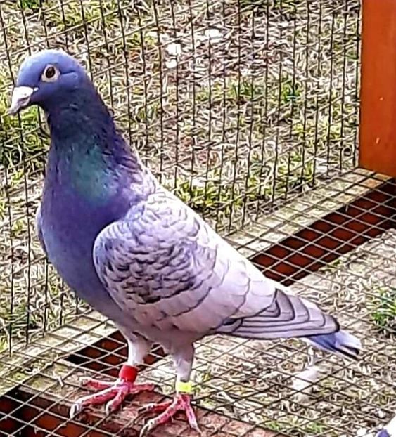  - Nu îmi aparțin 3