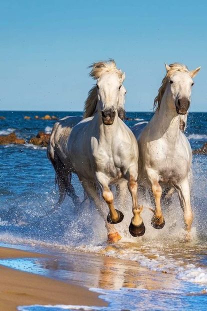  - Cai animale nobile