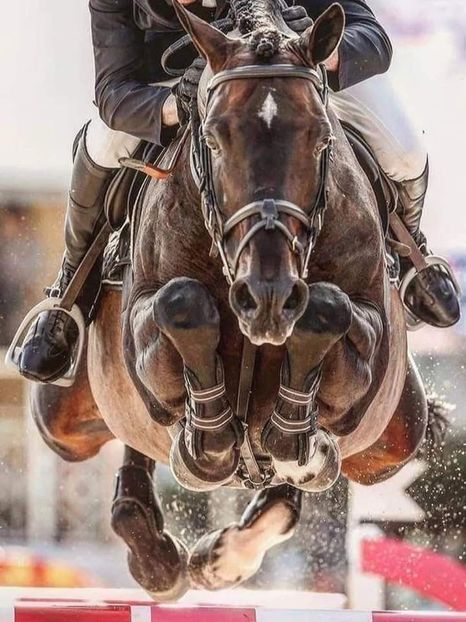  - Cai animale nobile