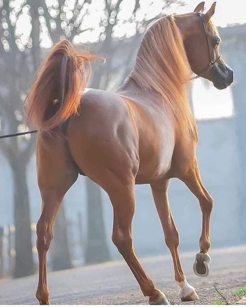  - Cai animale nobile