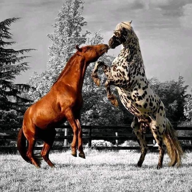  - Cai animale nobile