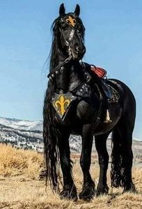  - Cai animale nobile