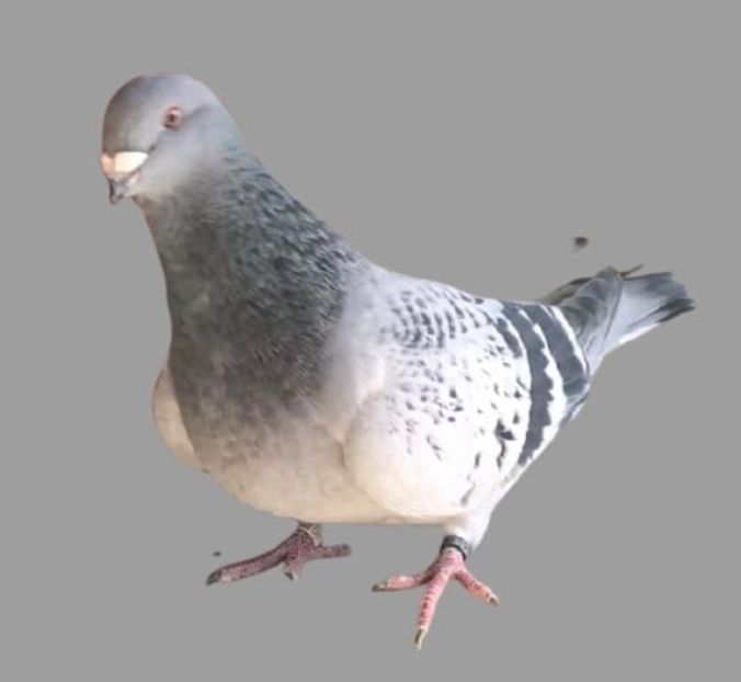 F 2021 - Femele pentru 2022