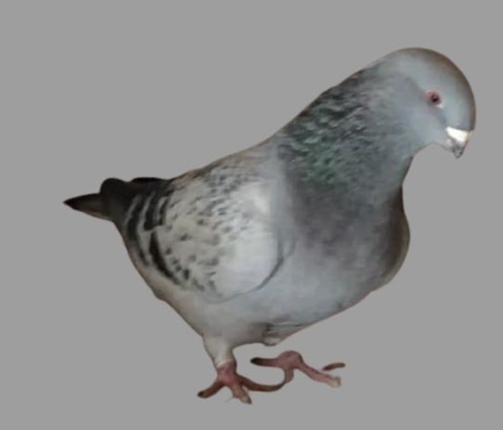 Vanduta - Femele pentru 2022