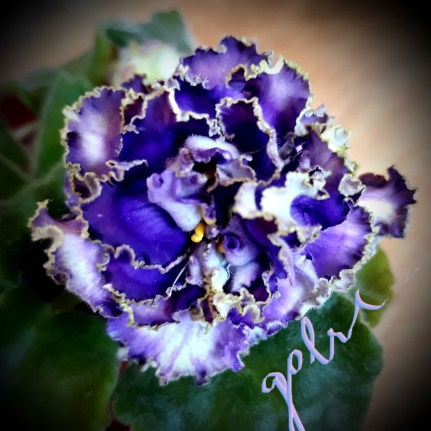 Vodianoj - AA violete africane de colectie