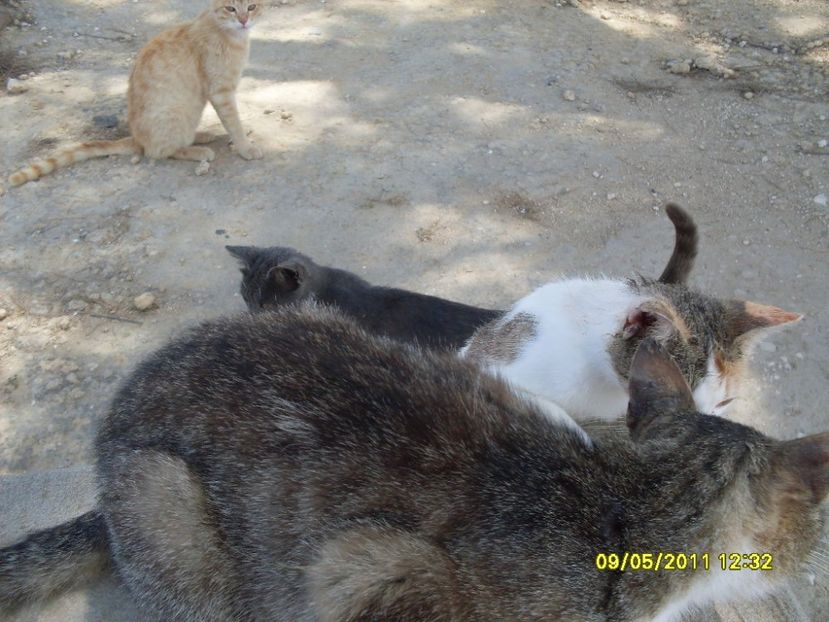  - 2011 Paphos