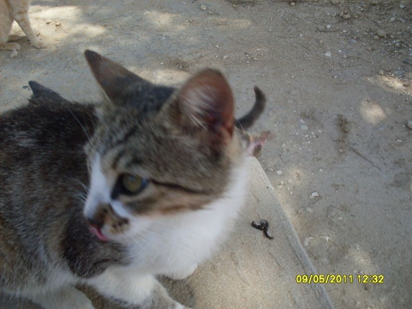  - 2011 Paphos