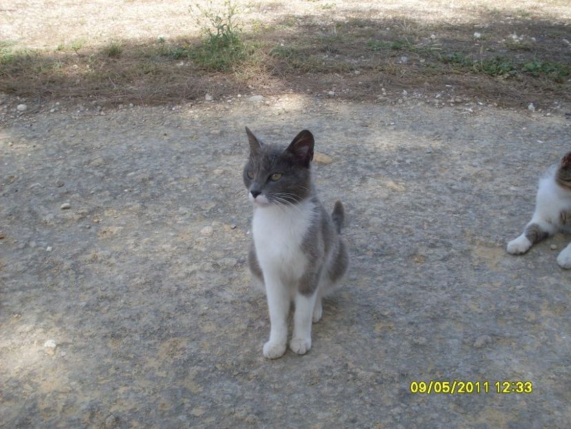  - 2011 Paphos