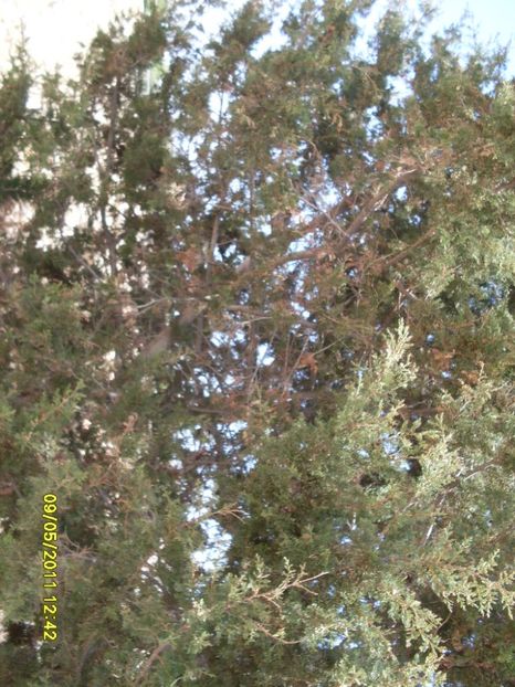  - 2011 Paphos