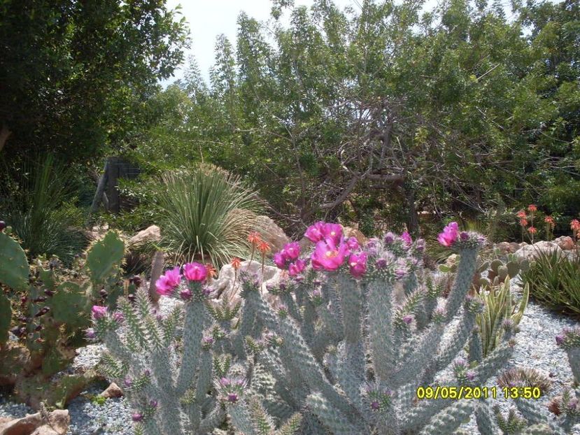  - 2011 Paphos