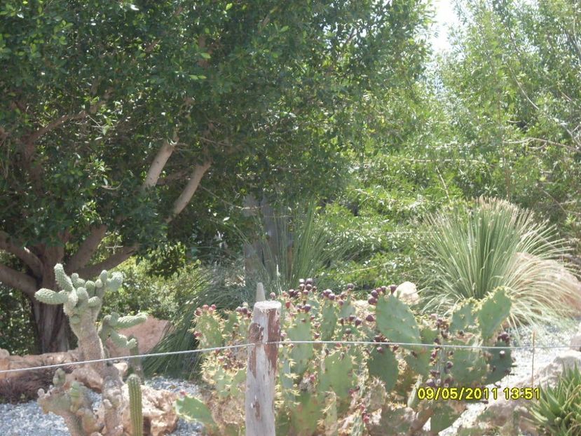  - 2011 Paphos