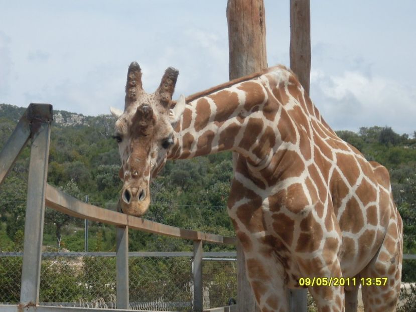  - 2011 Paphos