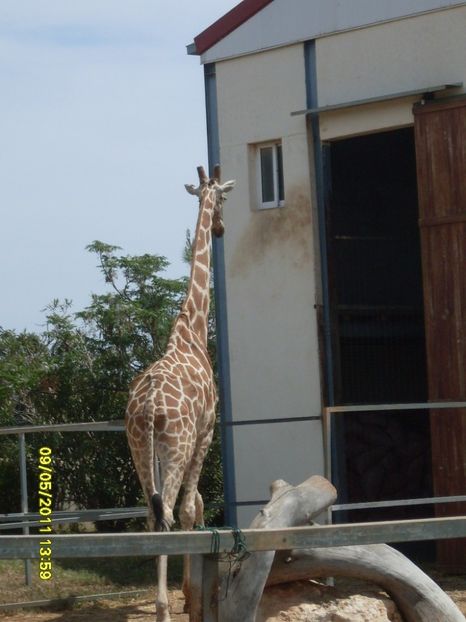  - 2011 Paphos