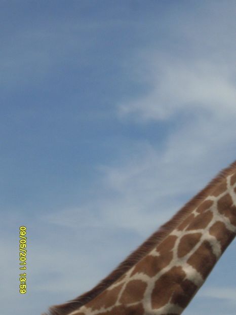  - 2011 Paphos