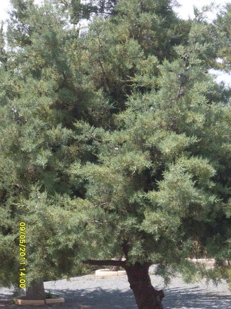  - 2011 Paphos
