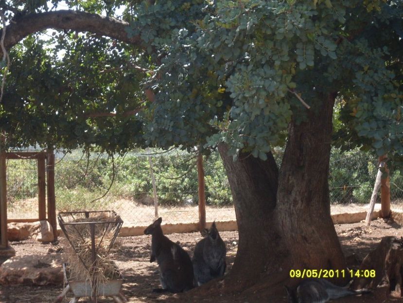  - 2011 Paphos