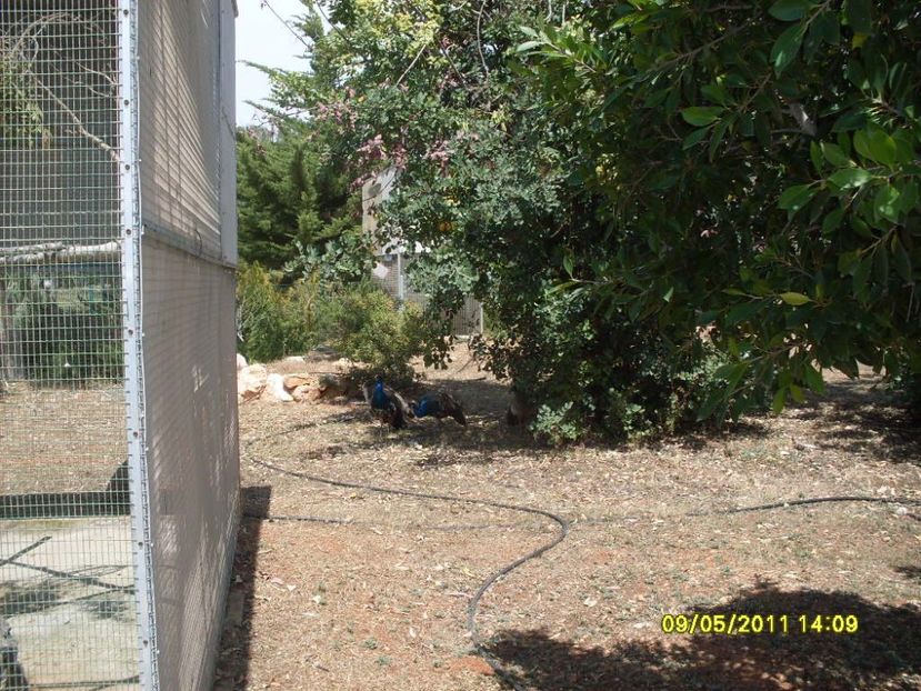  - 2011 Paphos