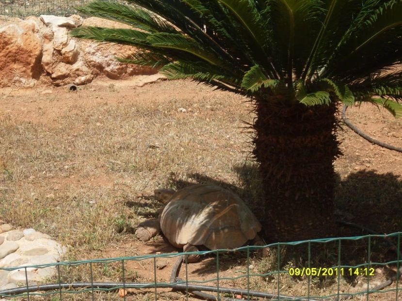  - 2011 Paphos