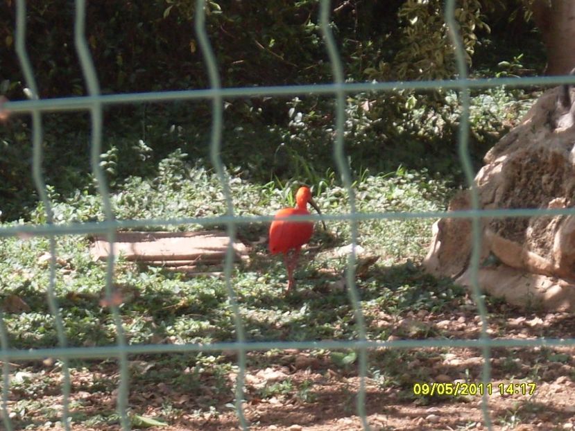  - 2011 Paphos