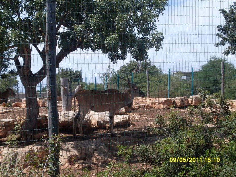  - 2011 Paphos