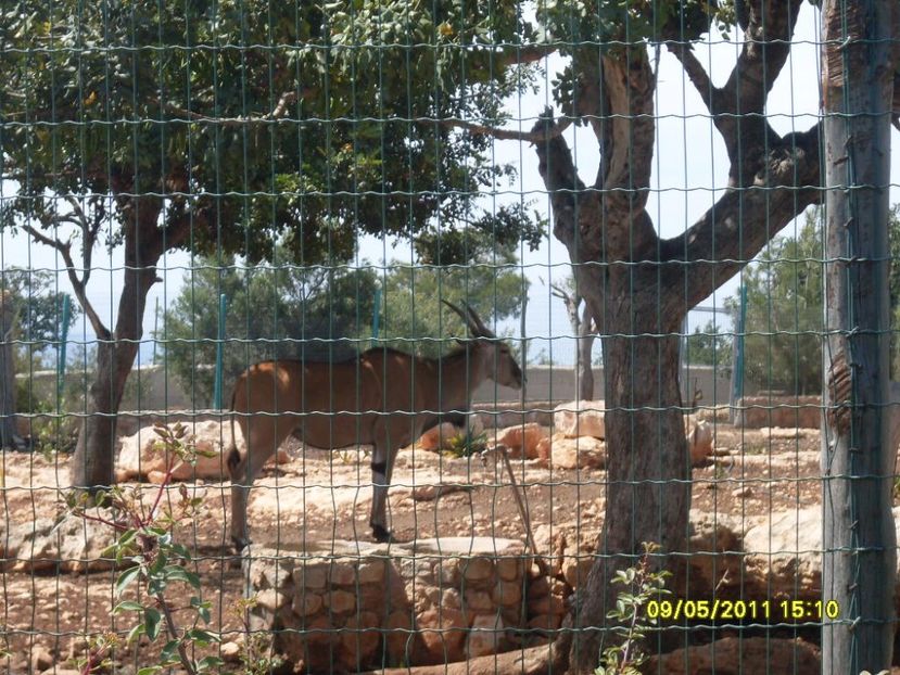  - 2011 Paphos