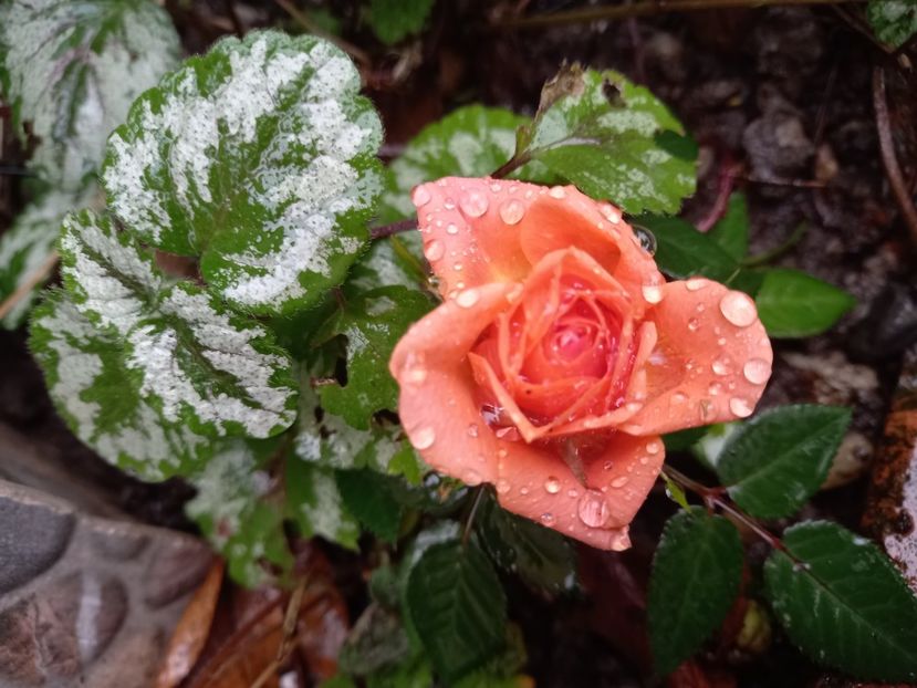 19.11.2021 - Grădina 2021 continuare 3