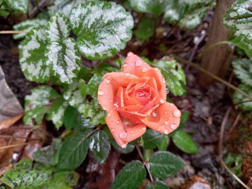  - Grădina 2021 continuare 3