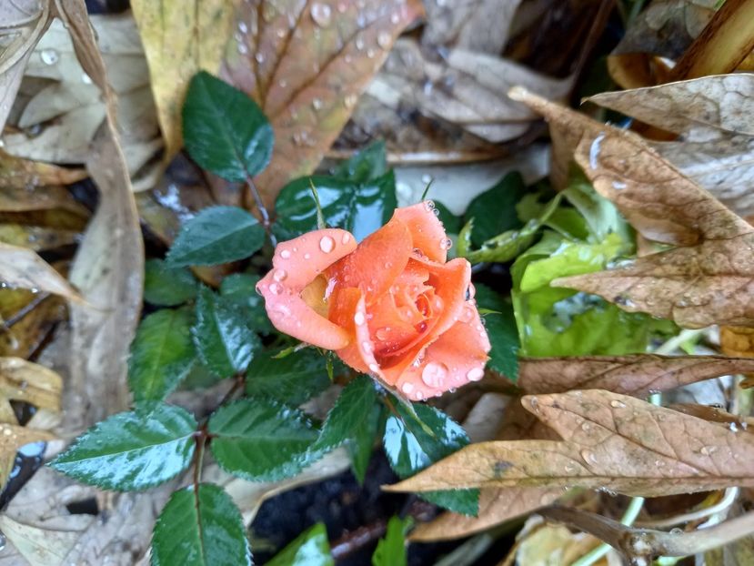  - Grădina 2021 continuare 3