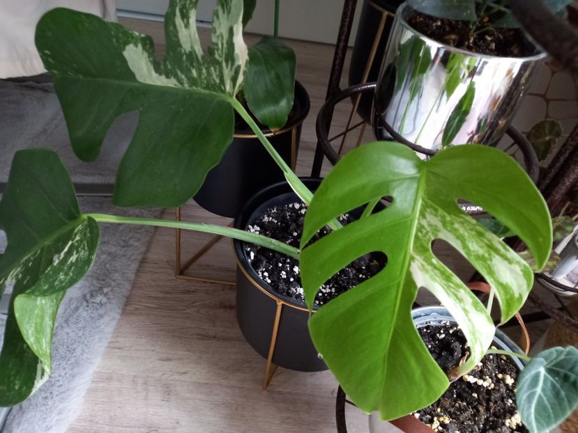 20.11.2021 - Plante verzi de apartament