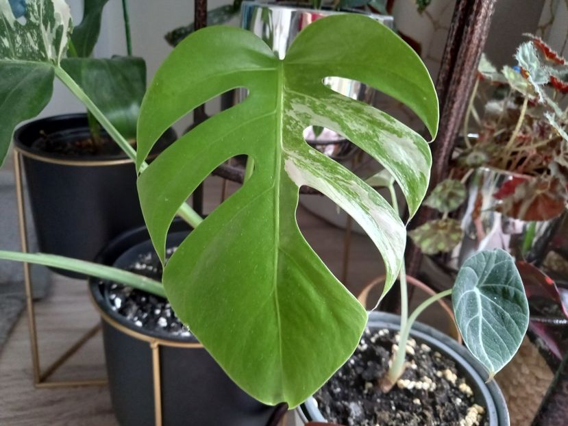  - Plante verzi de apartament