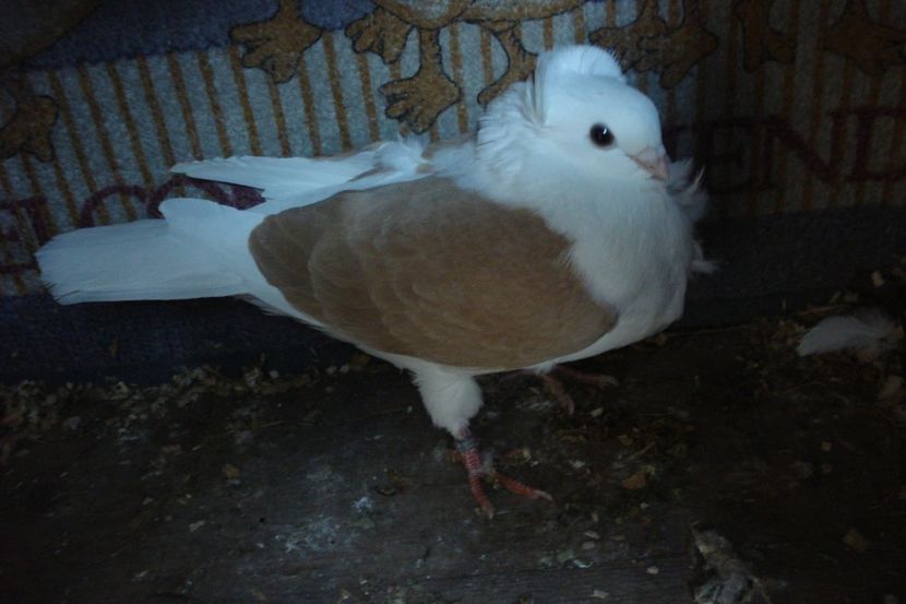 233-20 f mb dej - plecati