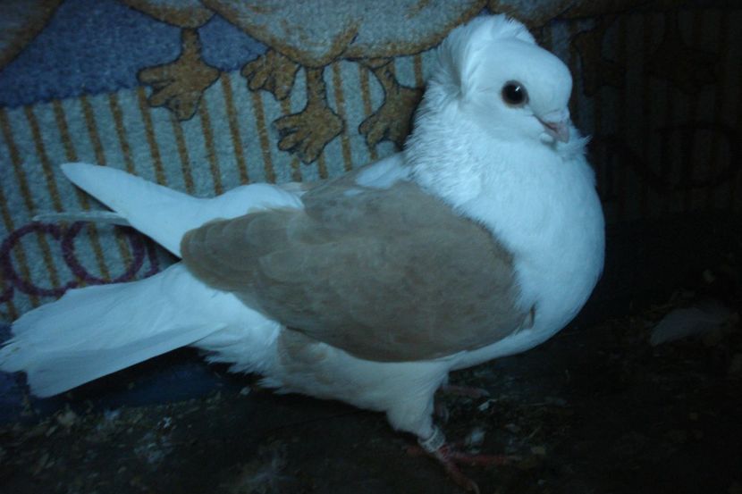 953-21 m B. UNIREA - plecati